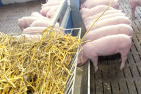 Ferkel in einem Stall am Trog, Strohkorb