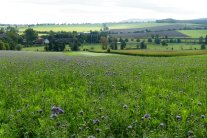 Zwischenfrüchte im Landkreis Ansbach