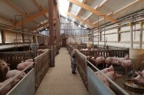 Schweinestall