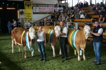 3 Kühe und daneben jeweils eine Person in einer Halle