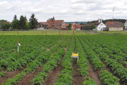 Gelbschalen im Kartoffelacker