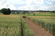 Mehrere Getreidesorten auf einem Feld 