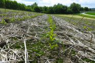 Feld mit jungen Maispflanzen zwischen Stroh der Vorfrucht 