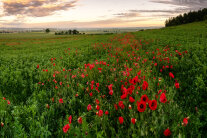 Mohnfeld in der Abenddämmerung