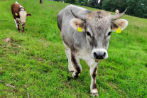 Zwei Rinder auf einer Weide. 