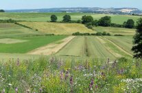 Blühstreifen vor Felder und Sträuchern in Landschaft